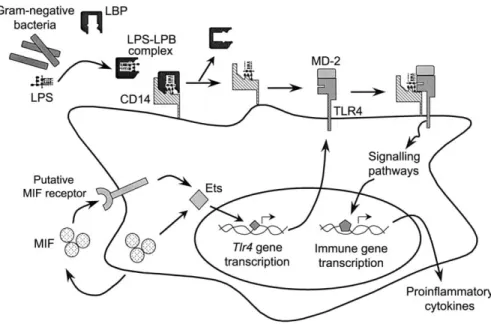 Figure 1. Role of the cytokine migration inhibitory factor (MIF) in recognition of endotoxin and gram-negative bacteria by macrophages