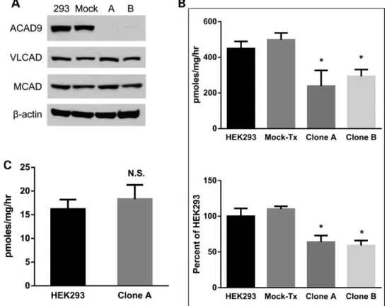 Figure 2. Targeted gene disruption of ACAD9 in HEK293 cells affects formation of supercomplexes (A) as well as CI activity and ECSIT binding (B)