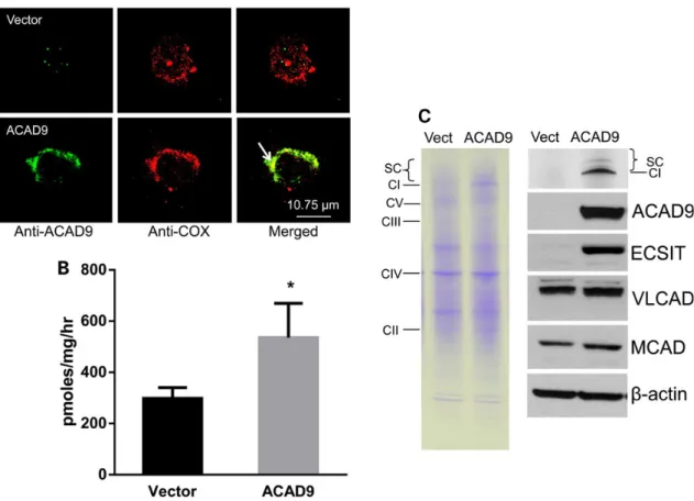 Fig. S2). Activity of the puriﬁed enzymes after addition of excess FAD also correlated well with ACAD9 activity in crude bacterial extracts.