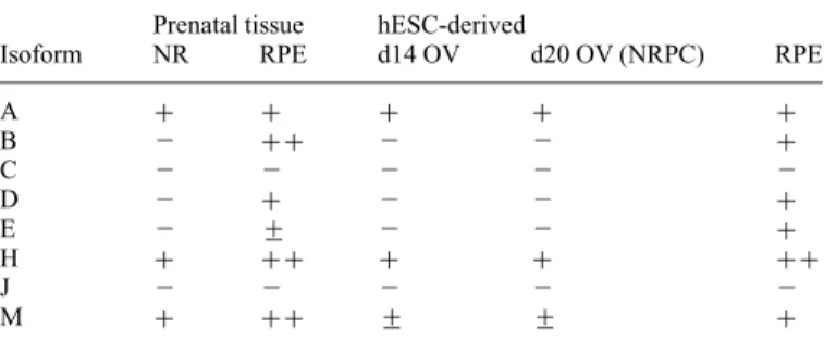 Table 1. MITF isoform expression in human prenatal or hESC-derived retinal tissue