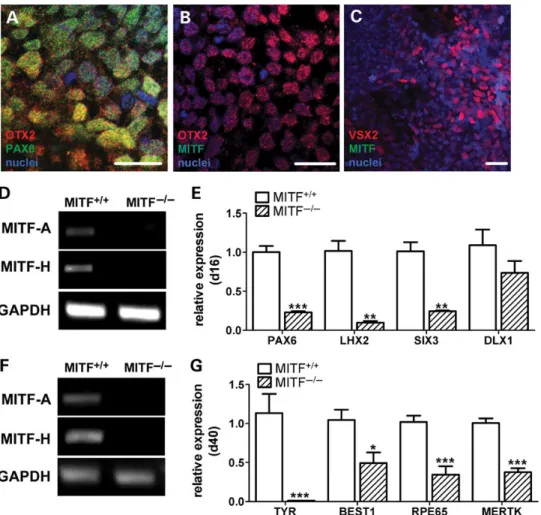 Figure 5. Expression levels of early OV and RPE genes are reduced in MITF 2/2 mutant hESCs relative to MITF +/+ isogenic control hESCs