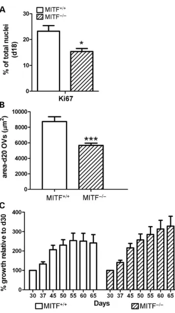 Figure 7. Elimination of MITF protein expression decreases early OV cell pro- pro-liferation and initial OV size, but does not affect subsequent OV growth