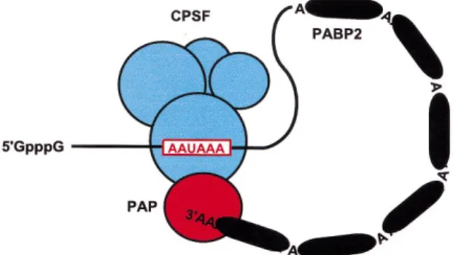 Fig. 3. A model of the polyadenylation complex. CPSF remains on the AAUAAA sequence whereas PABP2 binds the poly(A) tail