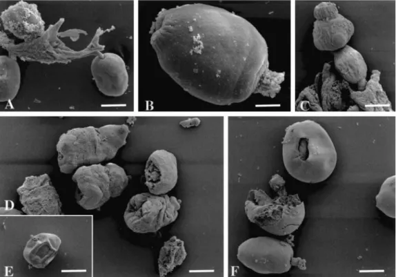 Figure 1. Scanning electron microscopy of E. granulosus protoscoleces cultured for 7 days in the presence or absence of nitazoxanide (NTZ; 5 mg/mL)