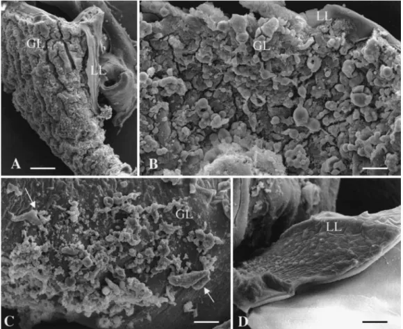 Figure 3. Scanning electron microscopy of E. granulosus metacestodes. Metacestodes were either kept for 7 days in medium containing DMSO (A, B), or were treated with 10 mg/mL nitazoxanide (NTZ) (C, D)