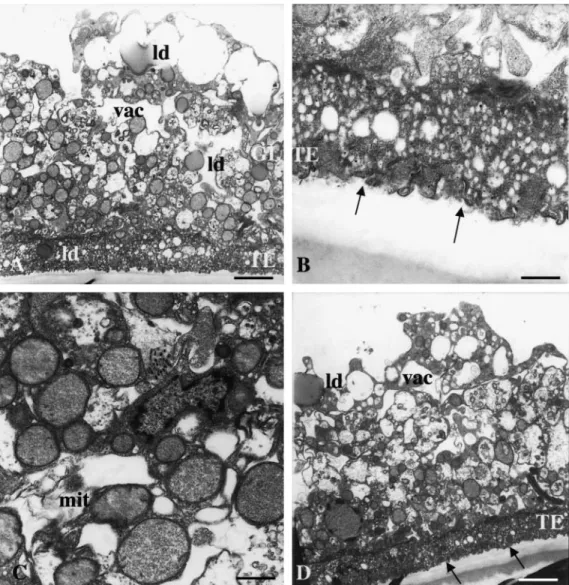 Figure 5. Transmission electron microscopy of metacestodes treated with nitazoxanide (A – C) or albendazole (D) for a period of 4 days