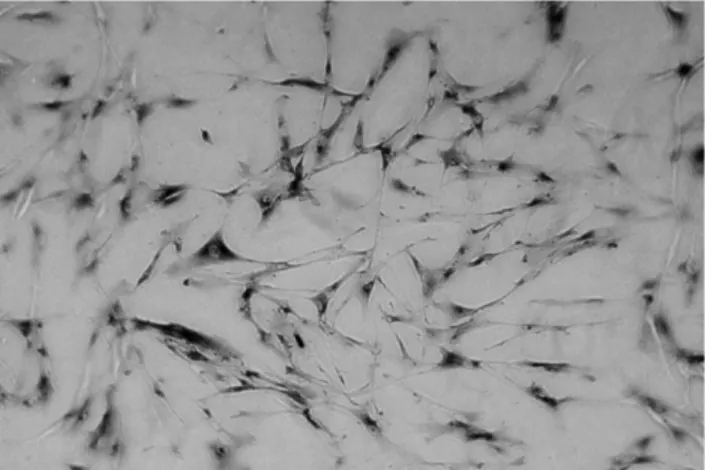 Fig. 1. Immunohistochemical staining of HTC staining positive for collagen type II expression after 6 – 8 weeks in vitro monolayer and agar culture.