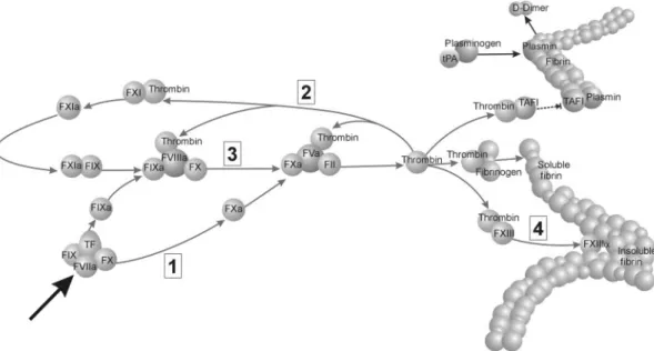 Fig 1 Current model of coagulation and fibrinolysis. In vivo the coagulation process is initiated mainly by FVIIa bound to tissue factor (TF; large black arrow), which then activates both FX (1) and FIX (2) (=initiation phase)