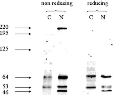 Figure 4. Western blot of cellular fractionations of cytotrophoblastic cells (CTB) performed under non-reducing and reducing conditions and probed with DO-1
