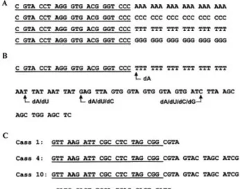 Figure 1. Schematic overview of the model DNA template systems used to evaluate dNTP derivatives