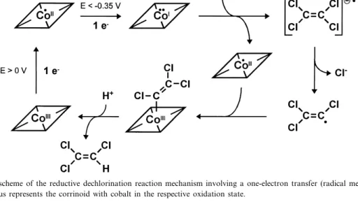 Fig. 3. Tentative scheme of the reductive dechlorination reaction mechanism involving a one-electron transfer (radical mechanism)