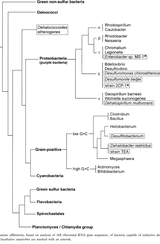 Fig. 2. Phylogenetic a¤liations, based on analysis of 16S ribosomal RNA gene sequences, of bacteria capable of reductive dechlorination (framed)