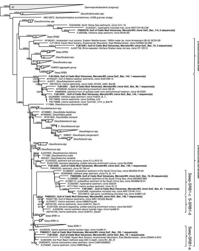 Fig. 5. Affiliation of bacterial 16S rRNA gene sequences from Mercator MV Rim 1 (32 – 33 cmbsf)