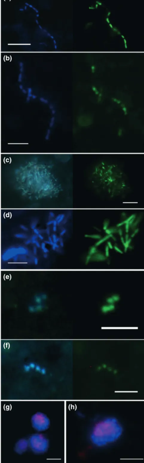 Fig. 6. Direct microscopic observations of AOM communities of CARD-FISH- and DAPI-stained cells at Mercator MV