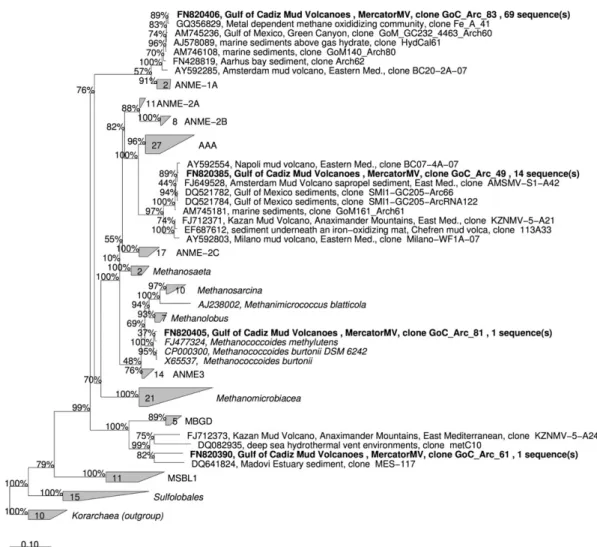 Fig. 4. Affiliation of Archaeal 16S rRNA gene sequences from Mercator MV Rim 1 (32–33 cmbsf)