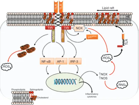 Figure 5 Interactions between oxidative stress and Toll-like receptors.