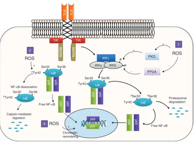 Figure 7 Positive regulation of NF-κB by oxidative stress.