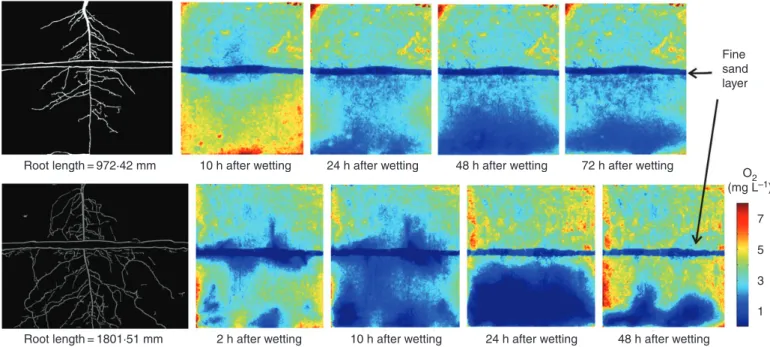 Figure 6 highlights the soil pH and soil water content around a single lupin root as a function of distance from the root centre.