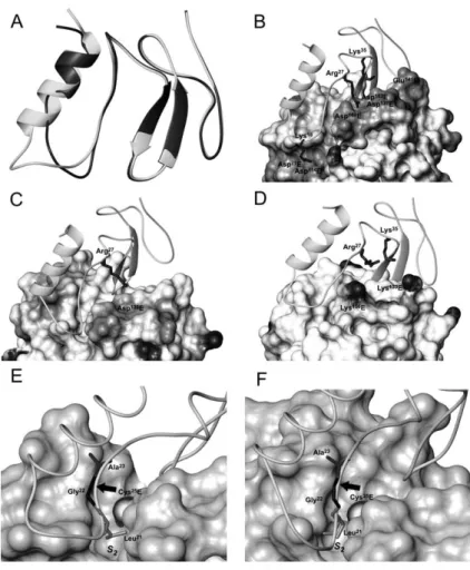 Figure 2 Three-dimensional models of testican Tg-domain in complex with target enzymes.