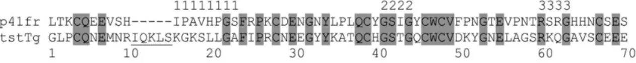 Figure 3 Amino acid sequence alignment of the p41 fragment and testican Tg-1 domain.
