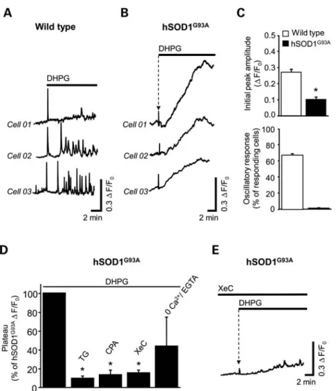 Figure 2. Impact of hSOD1 G93A on DHPG-induced [Ca 2+ ] i signaling in astrocytes. (A– C) Local application of the group I mGluR agonist DHPG induced [Ca 2+ ] i signaling in wild-type and hSOD1 G93A -cultured astrocytes