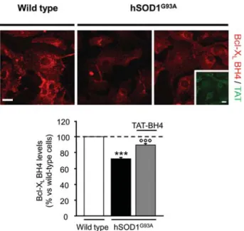 Figure 3. Treatment with TAT-BH4 restores normal levels of Bcl-X L BH4 in hSOD1 G93A spinal astrocytes