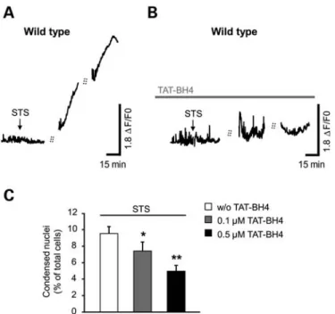 Figure 6. The TAT-BH4 peptide restores normal [Ca 2+ ] i signaling and sur- sur-vival in STS-treated wild-type astrocytes in culture