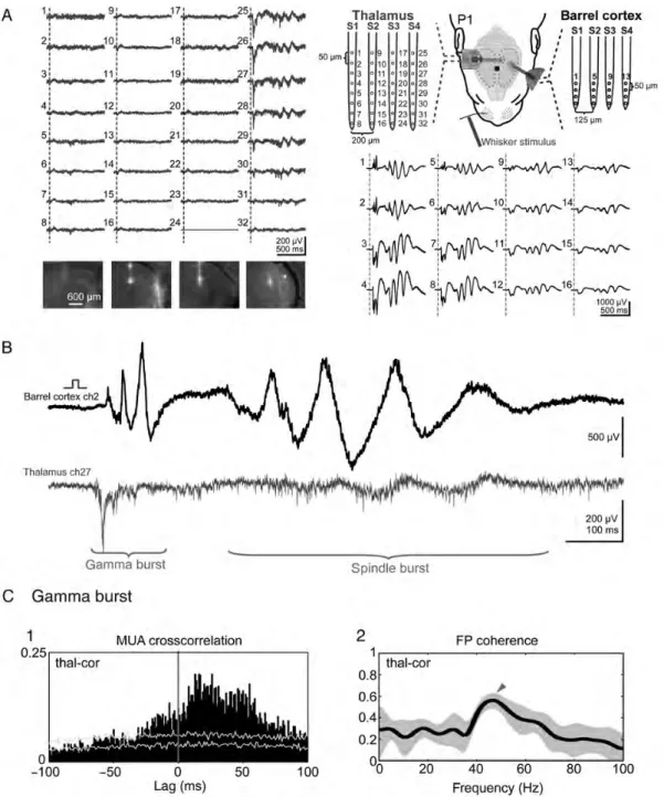 Figure 6. Whisker stimulation evoked cortical gamma bursts are preceded by the local thalamic activity