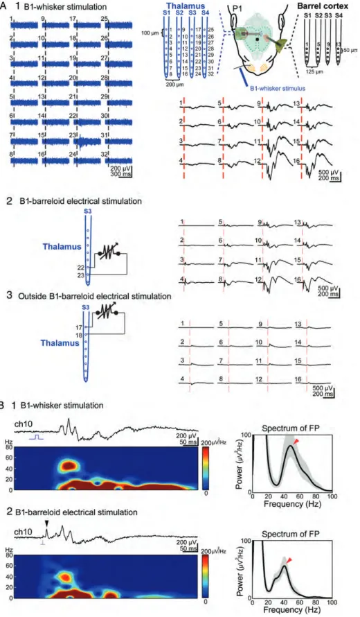 Figure 7. Local electrical stimulation of the thalamus elicits cortical gamma and spindle bursts