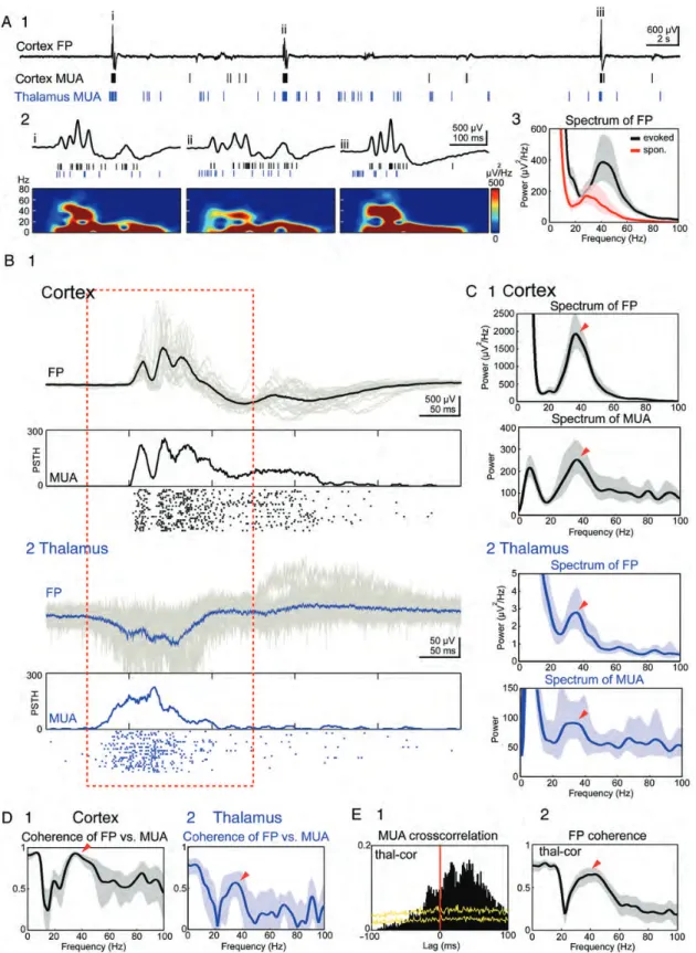 Figure 8. The spontaneous cortical gamma activity arises in the thalamus. ( A ) Simultaneous 40 s recording of spontaneously occurring activity in the barrel cortex and VPM thalamus of a P1 rat