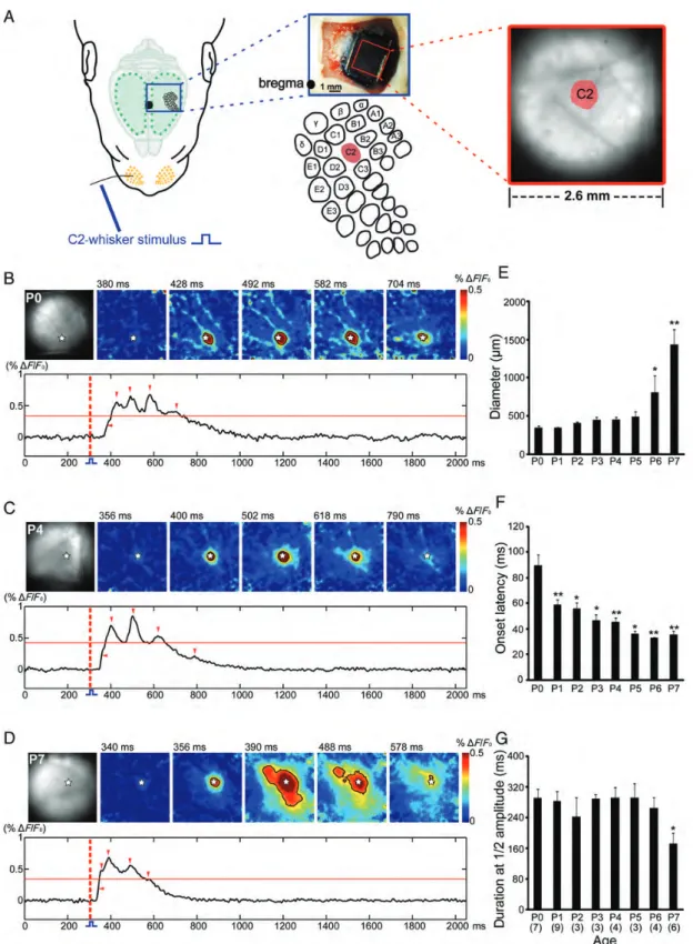 Figure 1. Whisker stimulation elicits a local response in the newborn rat barrel cortex