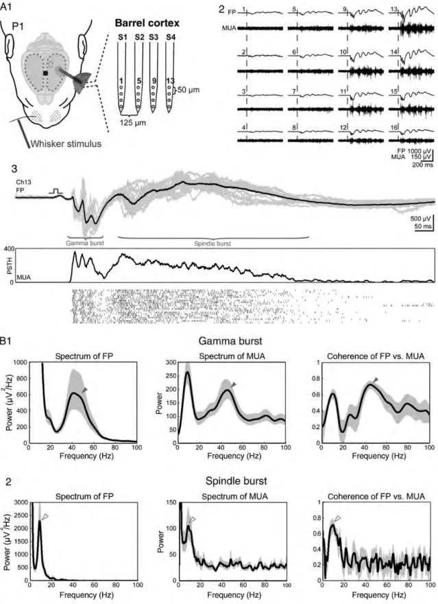 Figure 4. Cortical bursts correlate with MUA. ( A ) FP and multi-unit recordings of single-whisker-evoked responses in the barrel cortex
