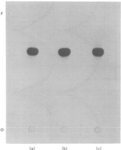 Figure 2. Autoradiographic demonstration of a thin layer chromatogram of chloramphenicol extracted from prelabelled cells of E