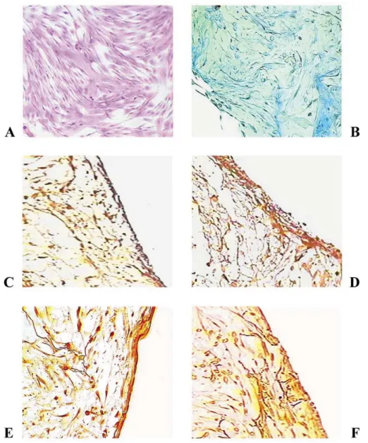Fig. 1. Histology and Immunohistochemistry of MSC culture and polymer constructs. H &amp; E (A); and Trichrome-masson (B) staining show cells with a fibroblast morphology and layered tissue formation with deposition of extracellular matrix proteins
