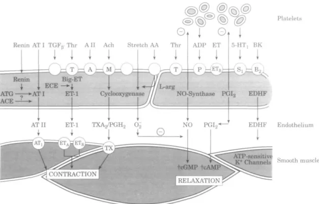 Figure 1 Schematic diagram showing endothelium-derived vasoactive factors produced in blood vessels.