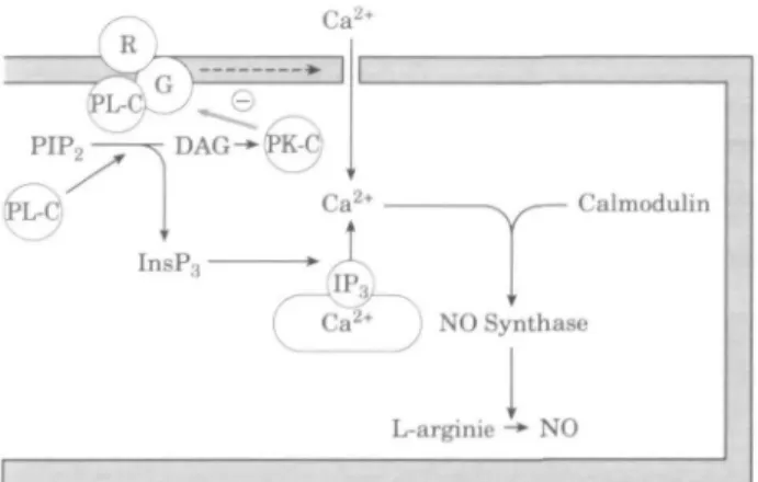 Figure 2 Pathways that can increase intracellular calcium in endothelial cells, which in turn leads to activation of nitric oxide synthase: phospholipase C activation by receptor and G protein coupling; influx of extracellular calcium