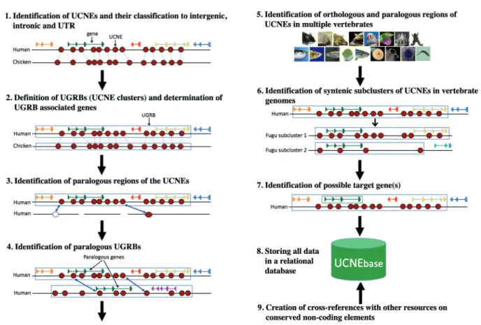 Figure 1. Schematic representation of the methodology used for the creation of UCNEbase.