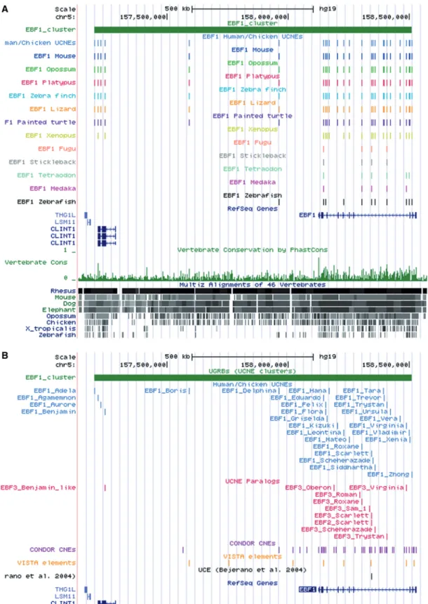 Figure 4. UCSC browser view of the EBF1 cluster with custom tracks from UCNEbase. (A) Summary picture of cross-genome conservation provided by UCNEbase