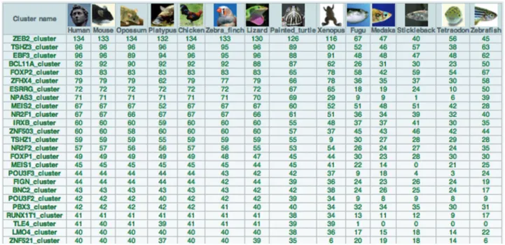 Figure 5. Species cluster summary. The table shows the number of orthologous UCNEs found in different genomes for the 25 largest UGRBs.