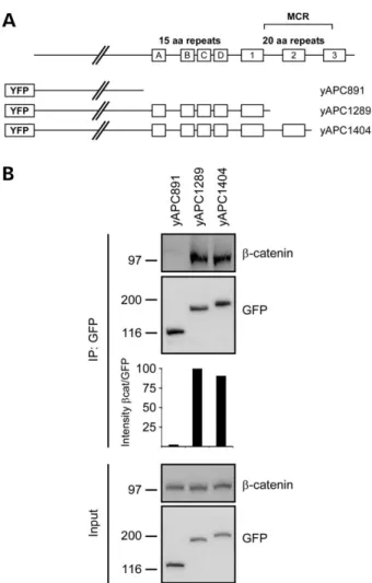 Figure 2. Deletion of the second 20R (20R2) of APC does not affect the inter- inter-action with endogenous b-catenin