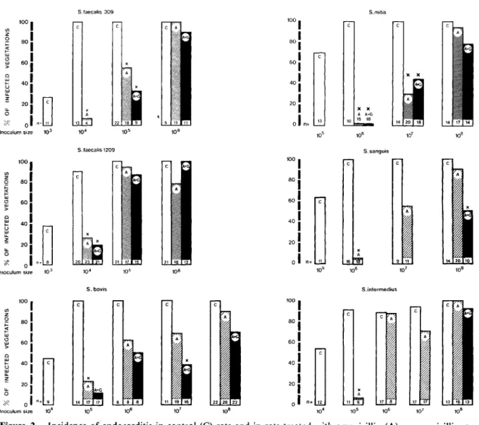 Figure 2. Incidence of endocarditis in control (C) rats and in rats treated with amoxicillin (A) or amoxicillin + gentamicin (A + G) three days after bacterial challenge with various inocula of six streptococcal strains