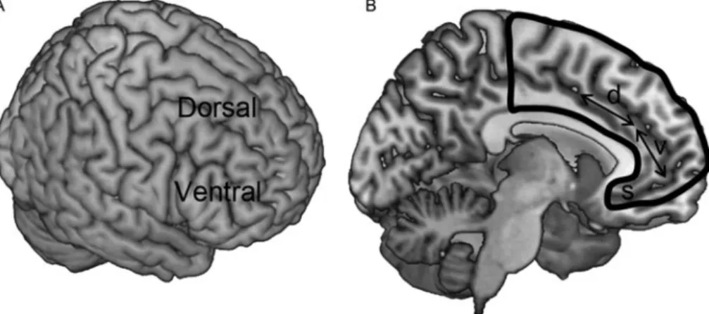 Figure 2. Emotional distraction during a working memory task. Subjects were shown scrambled, negative, or neutral distractor images during the delay period of the task