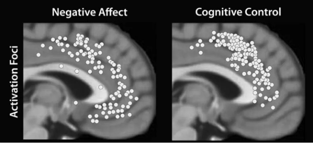 Figure 3. Cognition and emotion in medial frontal cortex. Foci of activation across studies of negative affect and cognitive control.