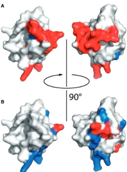 Figure 3. Residues involved in RNA-binding cluster in two regions.