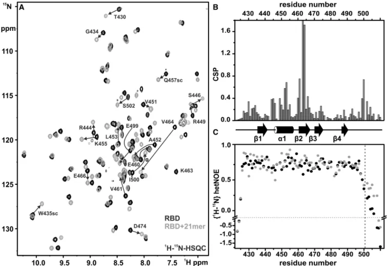 Figure 4. NMR characterization of the Hera-RBD/RNA interaction. (A) Overlay of 1 H, 15 N-HSQC spectra of the Hera-RBD in its free form (black) and in the presence of saturating amounts (1.5 equiv.) of the 21 mer RNA (gray)