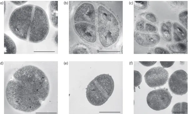 Figure 2. Morphological analyses by transmission electron microscopy. Ultrathin sections of exponentially grown S