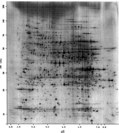 Figure 2. The protein from Figure 1 shown on the YEAST reference map.