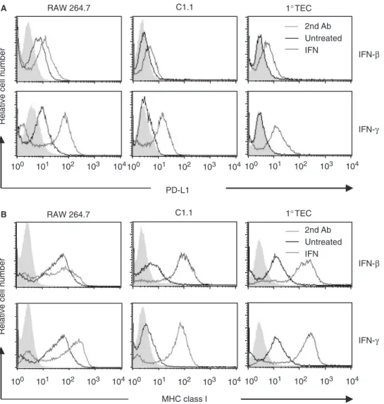 Fig. 2. PD-L1 and MHC class I expression on renal TEC stimulated with IFN-b (200 U/ml) or IFN-g (100 U/ml) for 48 h
