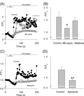 Figure 4 Stress-induced Ca 2þ signals depend on reactive oxygen species (ROS). (A) Time course of averaged normalized ﬂuo-3 ﬂuorescence in mdx cells subjected to osmotic shock under control conditions (black circles), after incubation with 10 mM of the ROS