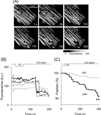 Figure 6 Stress-induced collapse of mitochondrial membrane potential. (A) Images of TMRE ﬂuorescence in an mdx myocyte subjected to osmotic shock.